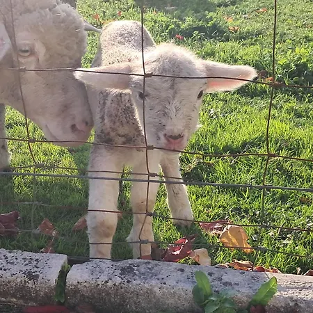 Feriehus Casa Da Anita Juncal (Leiria)