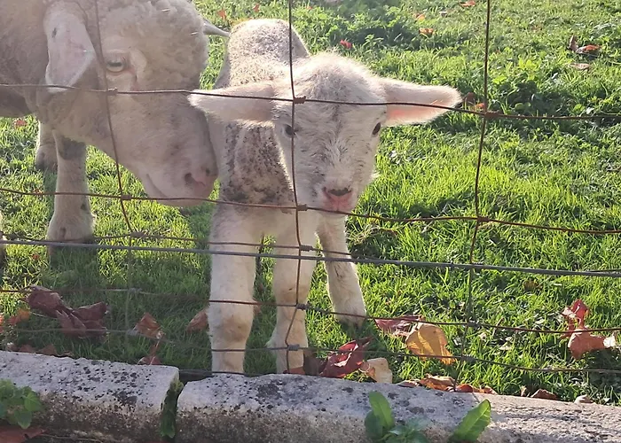 Prázdninový dům Casa Da Anita Juncal (Leiria)